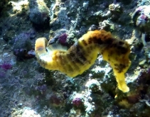Pławikonik żółty (Hippocampus kuda)