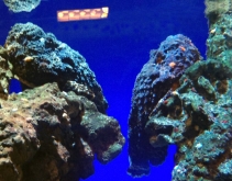 Szkaradnice (Synanceia verrucosa), ryby kamienie